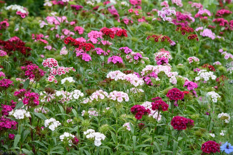 Howbury Hall Garden